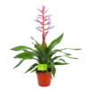 Aechmea Blue Rain - Kokerbromelia - P12 H55 - Roze-Paars - Kamerplant -Woondecoratie Winkel aechmea blue rain kokerbromelia p12 h55 roze paars 4