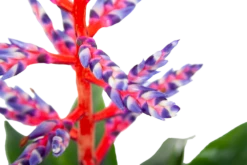Aechmea Blue Rain - Kokerbromelia - P12 H55 - Roze-Paars - Kamerplant -Woondecoratie Winkel aechmea blue rain kokerbromelia p12 h55 roze paars 6