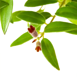 Aeschynanthus Caroline - Lipstickplant - In Hangpot - P15 H25 - Kamerplant -Woondecoratie Winkel aeschynanthus caroline lipstickplant in hangpot p15 h25 6