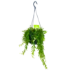 Aeschynanthus Japhrolepis - Lipstickplant - In Hangpot - P15 H20 - Kamerplant 2 Aeschynanthus Japhrolepis - Lipstickplant - In Hangpot - P15 H20 - Kamerplant -Woondecoratie Winkel aeschynanthus japhrolepis lipstickplant in hangpot p15 4