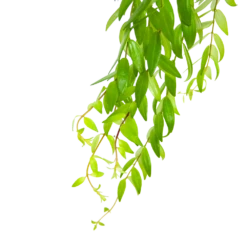 Aeschynanthus Japhrolepis - Lipstickplant - In Hangpot - P15 H20 - Kamerplant -Woondecoratie Winkel aeschynanthus japhrolepis lipstickplant in hangpot p15 6