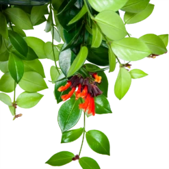 Aeschynanthus Monalisa - Lipstickplant - In Hangpot - P15 H20 - Kamerplant -Woondecoratie Winkel aeschynanthus monalisa lipstickplant in hangpot p15 5
