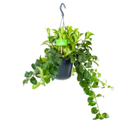 Aeschynanthus Monalisa - Lipstickplant - In Hangpot - P15 H20 - Kamerplant