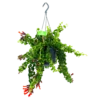 Aeschynanthus Rasta - Lipstickplant - In Hangpot - P15 H20 - Kamerplant -Woondecoratie Winkel aeschynanthus rasta lipstickplant p15 4 12