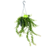 Aeschynanthus Twister - Lipstickplant - In Hangpot - P15 H20 - Kamerplant -Woondecoratie Winkel aeschynanthus twister lipstickplant in hangpot p15 4 1 1