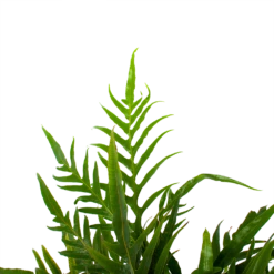 Aglaomorpha Jim - P17 H45 - Kamerplant -Woondecoratie Winkel aglaomorpha jim p17 h45 3