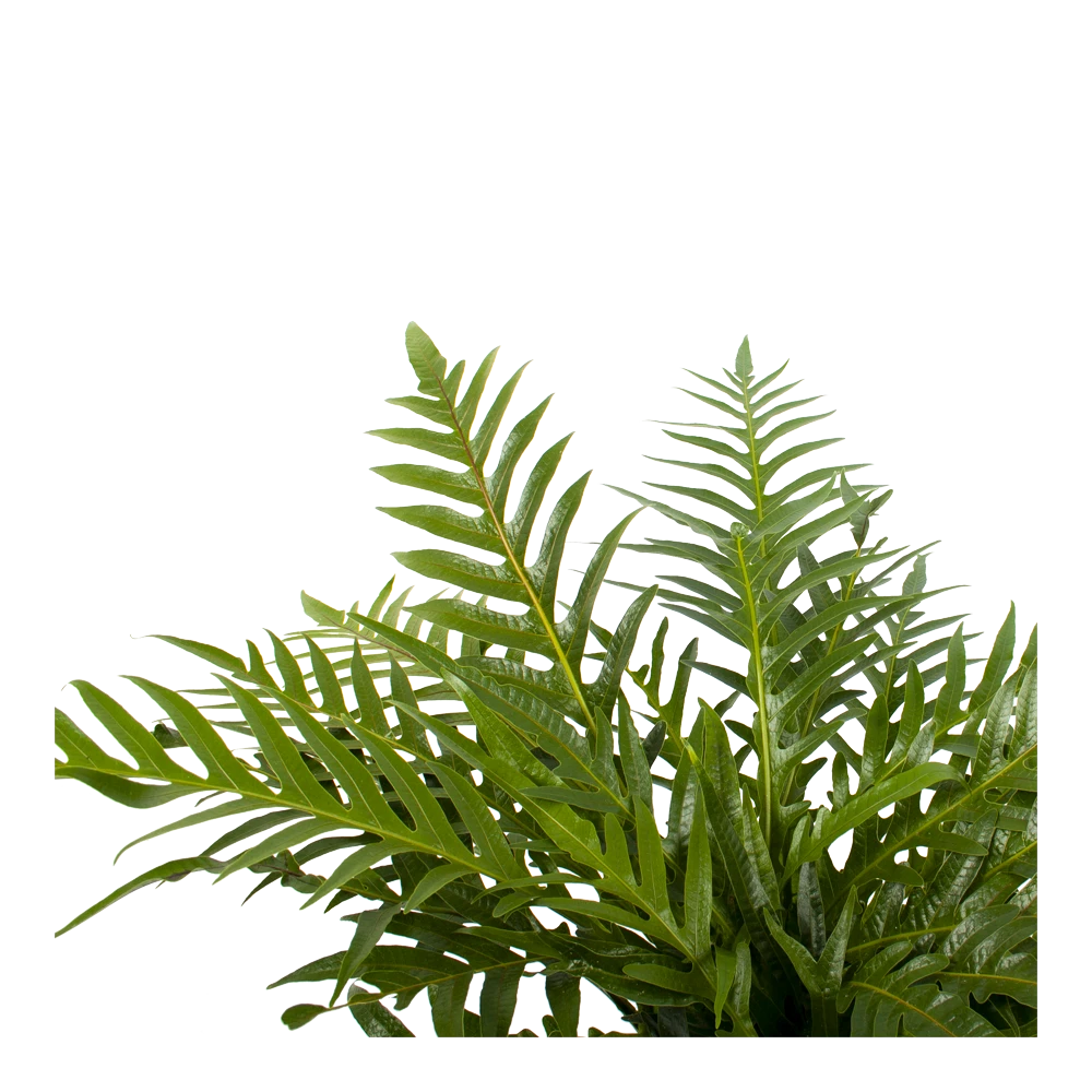 Aglaomorpha Jim - P19 H65 - Kamerplant 4 Aglaomorpha Jim - P19 H65 - Kamerplant - Afbeelding 2