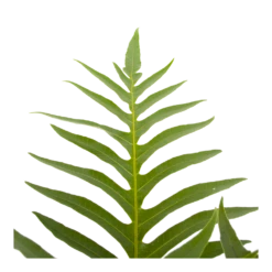 Aglaomorpha Jim - P19 H65 - Kamerplant 8 Aglaomorpha Jim - P19 H65 - Kamerplant -Woondecoratie Winkel aglaomorpha jim p19 h65 3