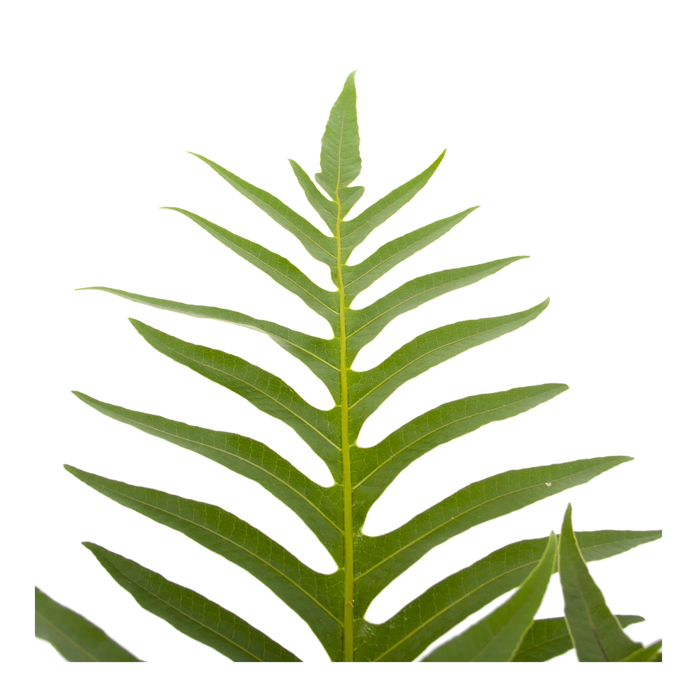 Aglaomorpha Jim - P19 H65 - Kamerplant 5 Aglaomorpha Jim - P19 H65 - Kamerplant - Afbeelding 3