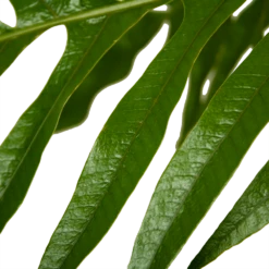 Aglaomorpha Jim - P37 H75 - Kamerplant -Woondecoratie Winkel aglaomorpha jim p37 h75 kamerplant 4