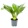 Aglaonema Freedman - P17 H60 - Kamerplant -Woondecoratie Winkel aglaonema freedman p17 h60 1 1