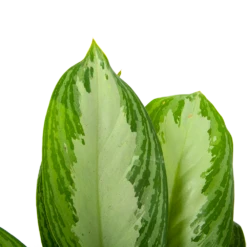 Aglaonema Freedman - P17 H60 - Kamerplant 8 Aglaonema Freedman - P17 H60 - Kamerplant -Woondecoratie Winkel aglaonema freedman p17 h60 6 1