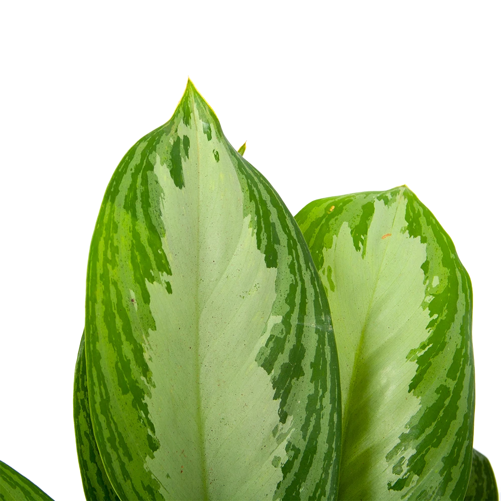 Aglaonema Freedman - P17 H60 - Kamerplant 5 Aglaonema Freedman - P17 H60 - Kamerplant - Afbeelding 3