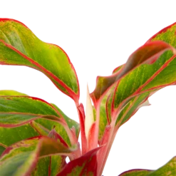 Aglaonema Light Star - P19 H35 - Kamerplant -Woondecoratie Winkel aglaonema light star p19 h35 4