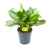 Aglaonema Silver Bay - P24 H60 - Kamerplant -Woondecoratie Winkel aglaonema silver bay p24 h60 1 3