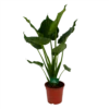 Alocasia Cucullata - Olifantsoor - P21 H90 - Kamerplant -Woondecoratie Winkel alocasia cucullata olifantsoor p21 h90 1