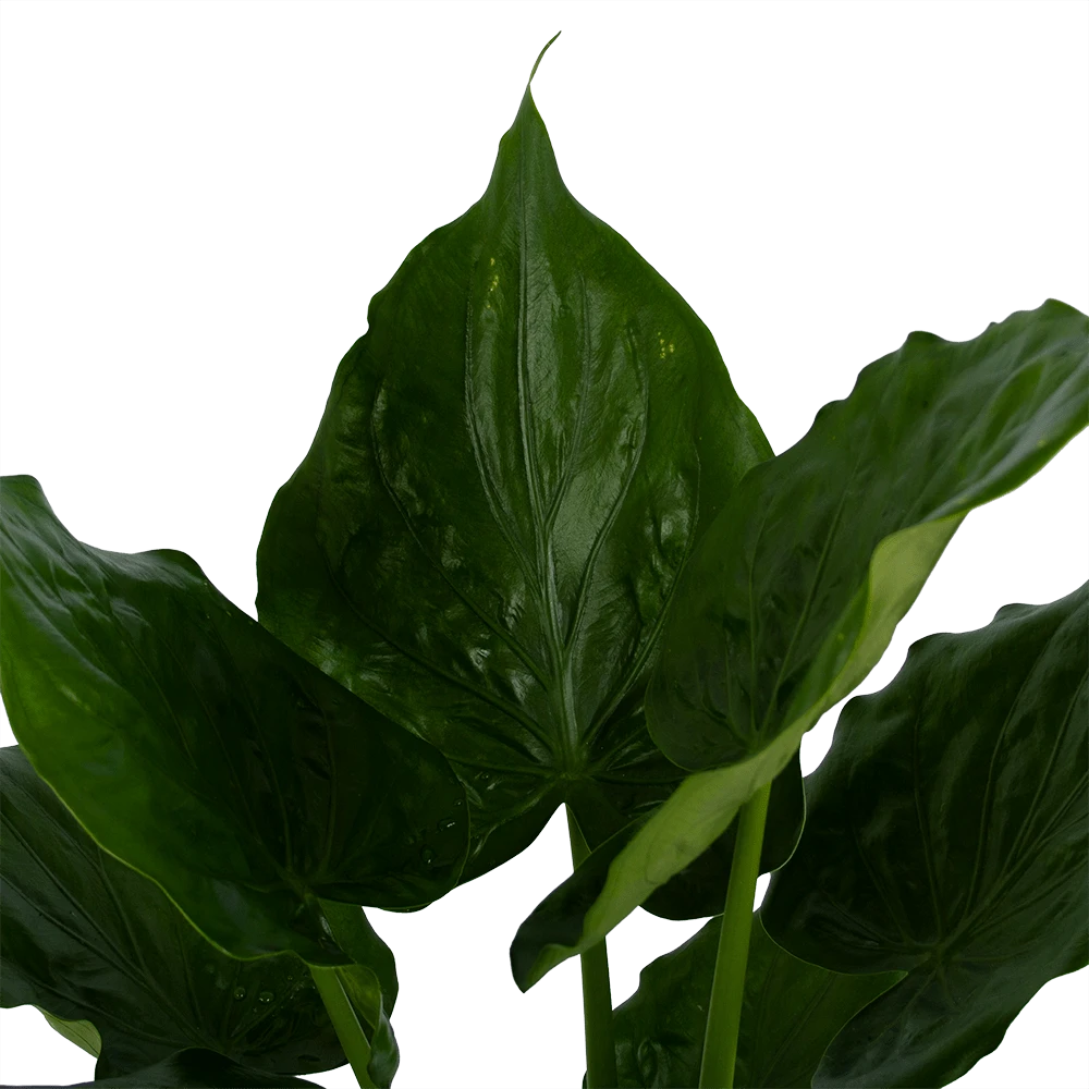 Alocasia Cucullata - Olifantsoor - P21 H90 - Kamerplant 4 Alocasia Cucullata - Olifantsoor - P21 H90 - Kamerplant - Afbeelding 2