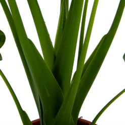 Alocasia Cucullata - Olifantsoor - P21 H90 - Kamerplant 8 Alocasia Cucullata - Olifantsoor - P21 H90 - Kamerplant -Woondecoratie Winkel alocasia cucullata olifantsoor p21 h90 4