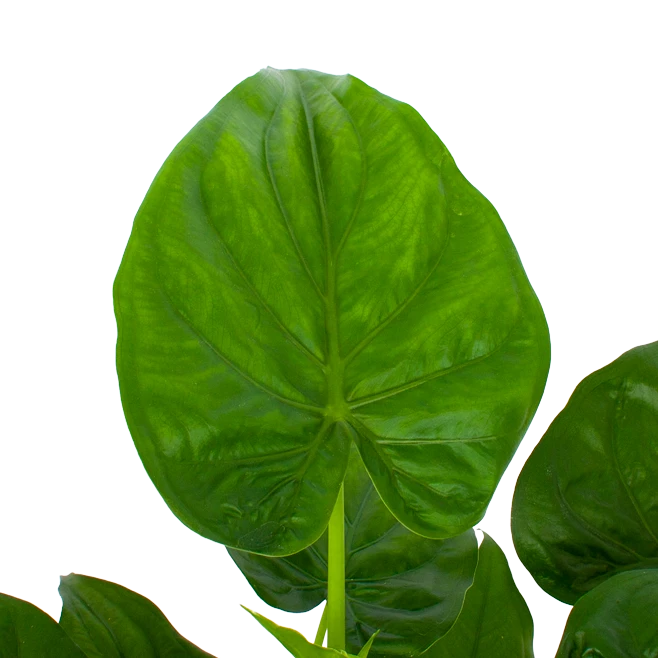 Alocasia Cucullata - Olifantsoor - P27 H80 - Kamerplant 4 Alocasia Cucullata - Olifantsoor - P27 H80 - Kamerplant - Afbeelding 2