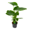 Alocasia Gageana California - Olifantsoor - P21 H85 - Kamerplant -Woondecoratie Winkel alocasia gageana california olifantsoor p21 h85 1 1