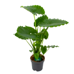 Alocasia Gageana California - Olifantsoor - P21 H85 - Kamerplant