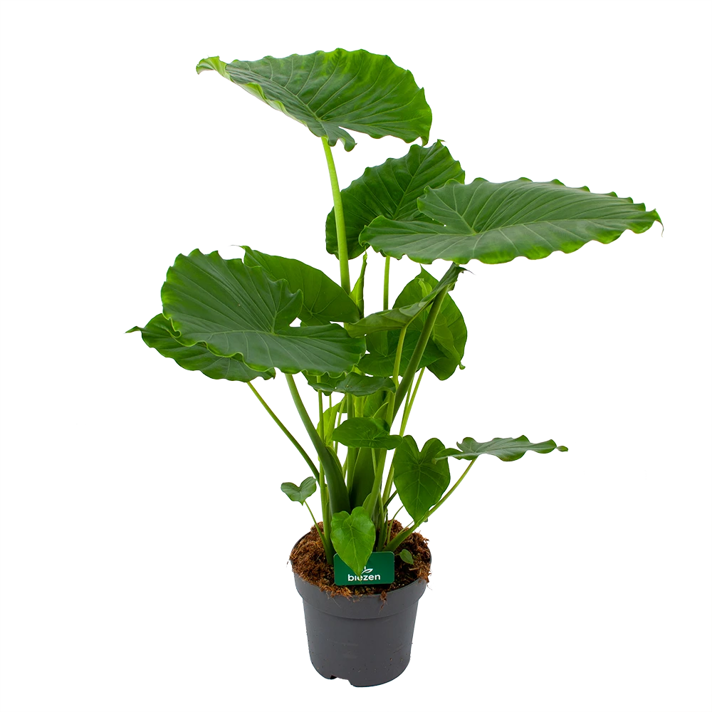 Alocasia Gageana California - Olifantsoor - P21 H85 - Kamerplant 2 Alocasia Gageana California - Olifantsoor - P21 H85 - Kamerplant