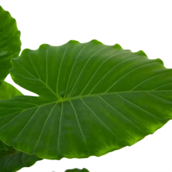 Alocasia Gageana California - Olifantsoor - P21 H85 - Kamerplant 7 Alocasia Gageana California - Olifantsoor - P21 H85 - Kamerplant -Woondecoratie Winkel alocasia gageana california olifantsoor p21 h85 6 1