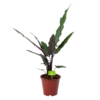 Alocasia Lauterbachiana - Olifantsoor - P19 H70 - Kamerplant -Woondecoratie Winkel alocasia lauterbachiana olifantsoor p19 h70 1