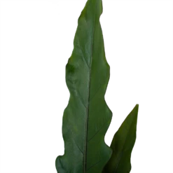 Alocasia Lauterbachiana - Olifantsoor - P19 H70 - Kamerplant 9 Alocasia Lauterbachiana - Olifantsoor - P19 H70 - Kamerplant -Woondecoratie Winkel alocasia lauterbachiana olifantsoor p19 h70 4