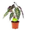 Alocasia Polly - Olifantsoor - P17 H50 - Kamerplant -Woondecoratie Winkel alocasia polly olifantsoor p17 h50 1