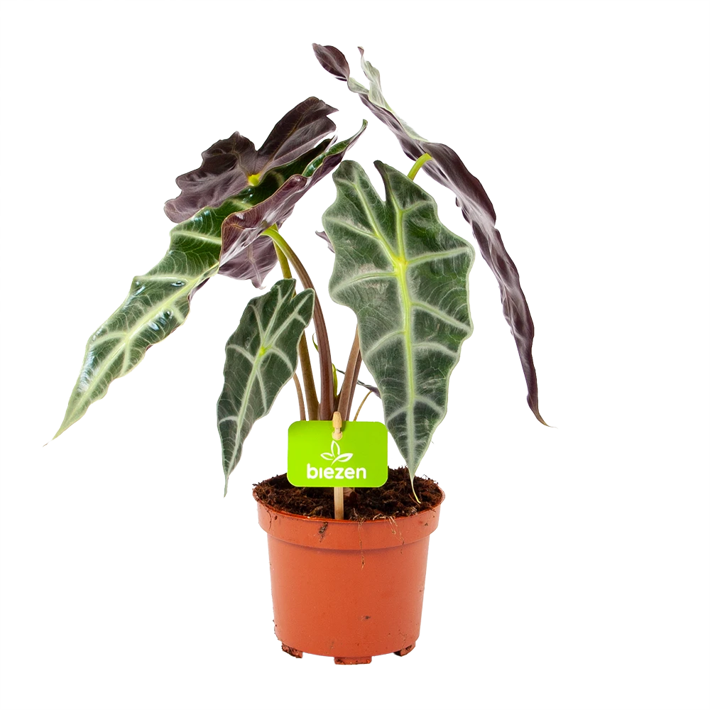 Alocasia Polly - Olifantsoor - P17 H50 - Kamerplant 3 Alocasia Polly - Olifantsoor - P17 H50 - Kamerplant
