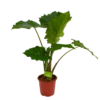 Alocasia Portodora - Olifantsoor - P21 H90 - Kamerplant -Woondecoratie Winkel alocasia portodora olifantsoor p21 h90 1