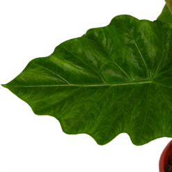 Alocasia Portodora - Olifantsoor - P21 H90 - Kamerplant -Woondecoratie Winkel alocasia portodora olifantsoor p21 h90 4