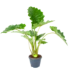 Alocasia Portodora - Olifantsoor - P35 H135 - Kamerplant -Woondecoratie Winkel alocasia portodora olifantsoor p35 h135 1 1