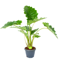 Alocasia Portodora - Olifantsoor - P35 H135 - Kamerplant