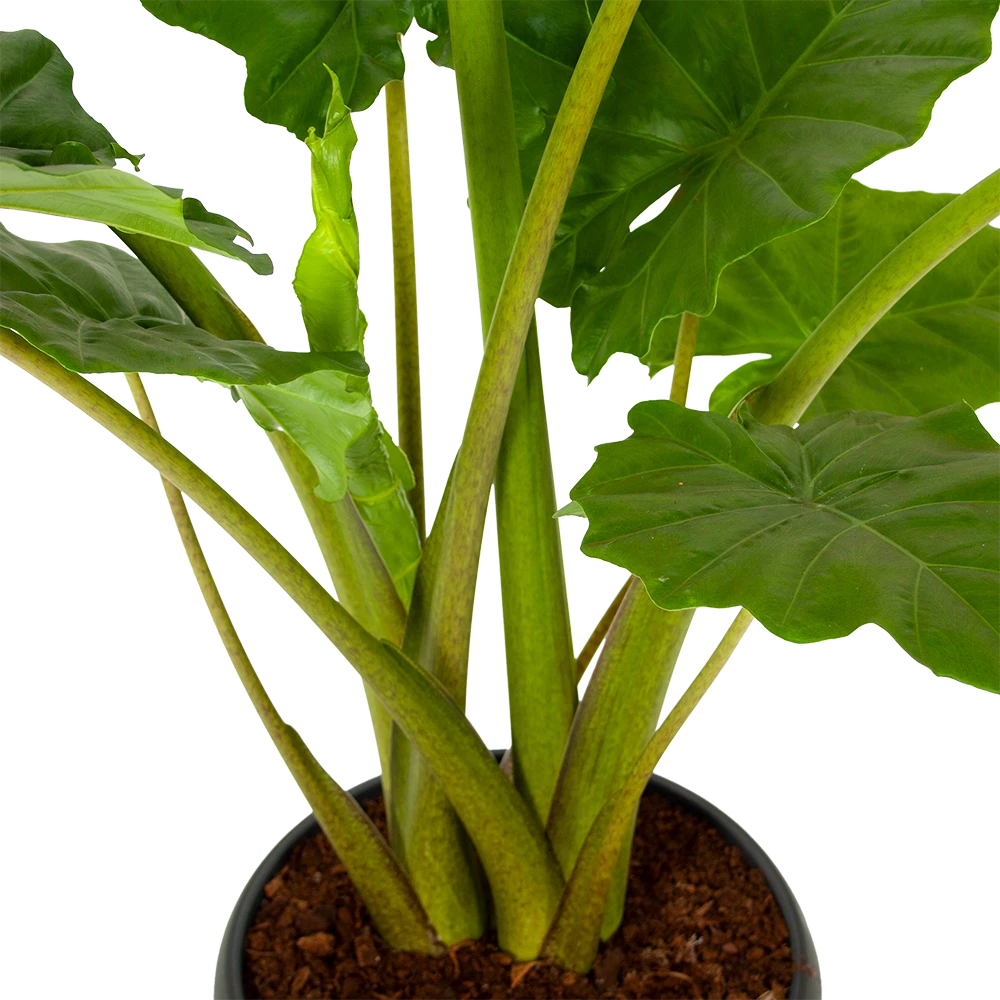 Alocasia Portodora - Olifantsoor - P35 H135 - Kamerplant 4 Alocasia Portodora - Olifantsoor - P35 H135 - Kamerplant - Afbeelding 2