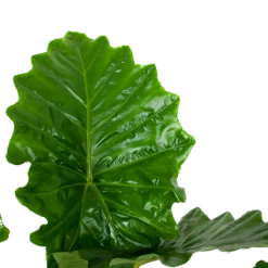 Alocasia Portodora - Olifantsoor - P35 H135 - Kamerplant 8 Alocasia Portodora - Olifantsoor - P35 H135 - Kamerplant -Woondecoratie Winkel alocasia portodora olifantsoor p35 h135 6 1