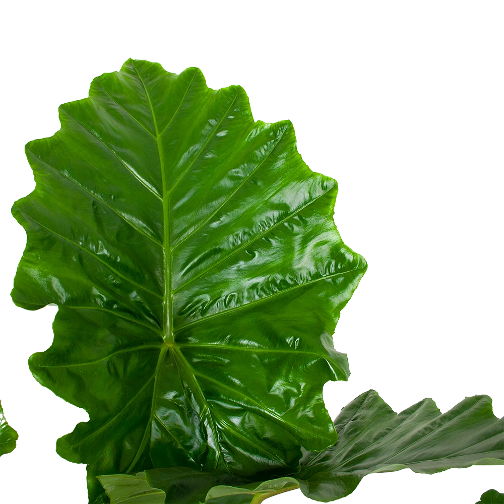 Alocasia Portodora - Olifantsoor - P35 H135 - Kamerplant 5 Alocasia Portodora - Olifantsoor - P35 H135 - Kamerplant - Afbeelding 3