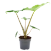 Alocasia Zebrina - Olifantsoor - P14 H40 - Kamerplant -Woondecoratie Winkel alocasia zebrina olifantsoor p14 h40 1 14