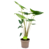 Alocasia Zebrina - Olifantsoor - P21 H70 - Kamerplant 2 Alocasia Zebrina - Olifantsoor - P21 H70 - Kamerplant -Woondecoratie Winkel alocasia zebrina olifantsoor p21 h100 4 12