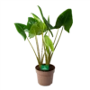 Alocasia Zebrina - Olifantsoor - P24 H90 - Kamerplant -Woondecoratie Winkel alocasia zebrina olifantsoor p24 h90 1