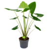 Alocasia Zebrina - Olifantsoor - P32 H120 - Kamerplant -Woondecoratie Winkel alocasia zebrina olifantsoor p32 h120 4 12