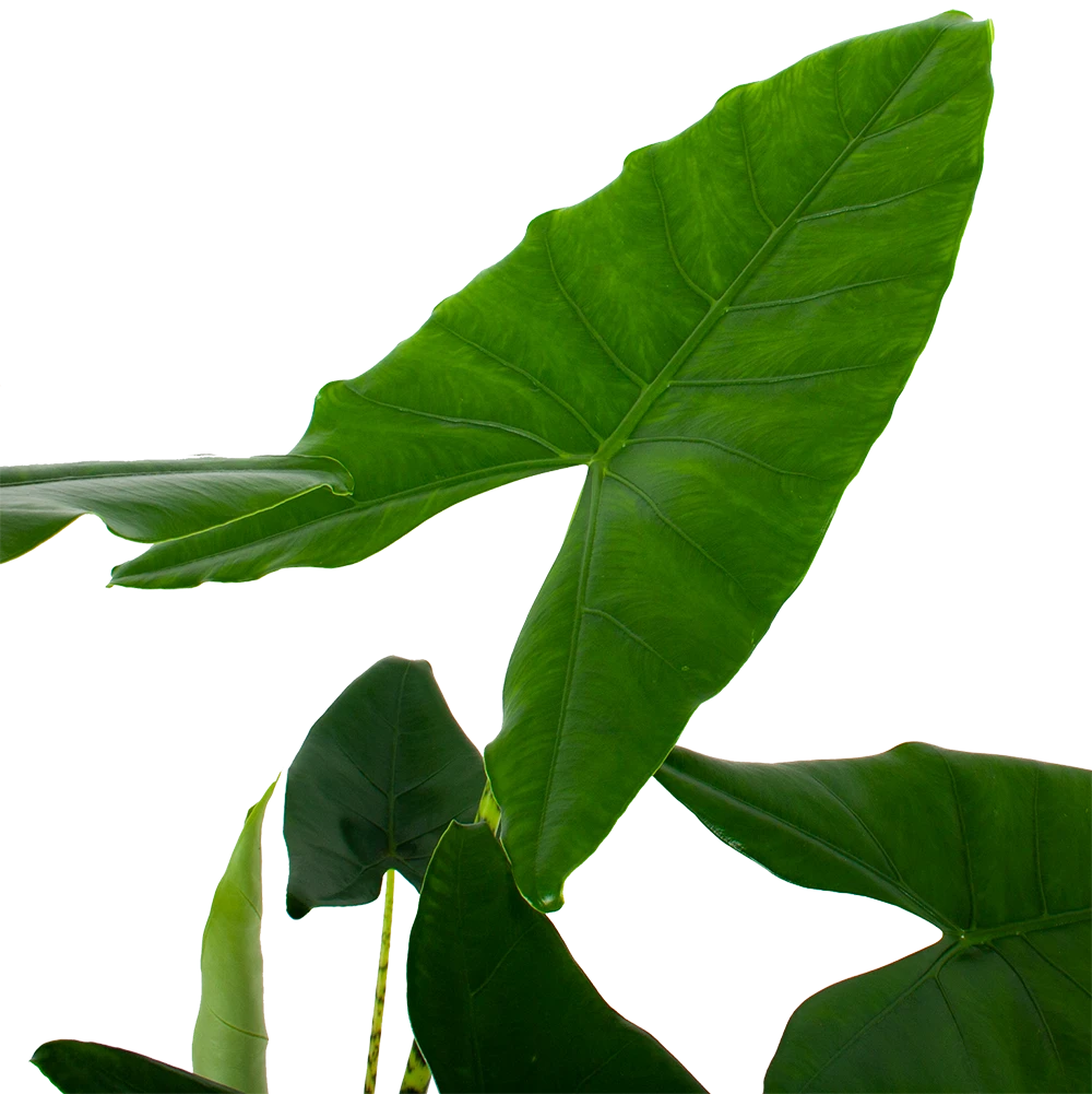 Alocasia Zebrina - Olifantsoor - P32 H120 - Kamerplant 4 Alocasia Zebrina - Olifantsoor - P32 H120 - Kamerplant - Afbeelding 2