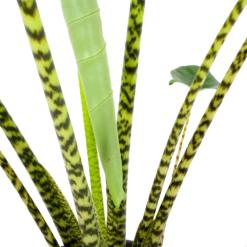 Alocasia Zebrina - Olifantsoor - P32 H120 - Kamerplant 8 Alocasia Zebrina - Olifantsoor - P32 H120 - Kamerplant -Woondecoratie Winkel alocasia zebrina olifantsoor p32 h120 6