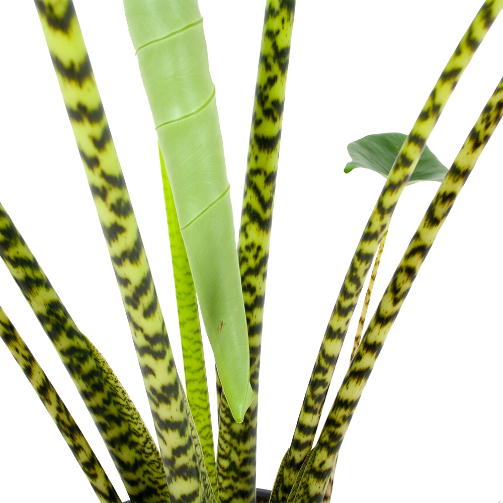 Alocasia Zebrina - Olifantsoor - P32 H120 - Kamerplant 5 Alocasia Zebrina - Olifantsoor - P32 H120 - Kamerplant - Afbeelding 3
