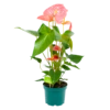 Anthurium Andreanum - Flamingoplant - P17 H70 Roze - Kamerplant -Woondecoratie Winkel anthurium andreanum flamingoplant p17 h70 roze 1 1