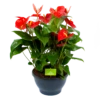 Anthurium Andreanum - Flamingoplant - P30 H80 Rood - Kamerplant