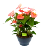 Anthurium Andreanum - Flamingoplant - P30 H80 Roze - Kamerplant -Woondecoratie Winkel anthurium andreanum flamingoplant p30 h80 roze 1 1