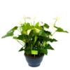 Anthurium Andreanum - Flamingoplant - P30 H80 Wit - Kamerplant -Woondecoratie Winkel anthurium andreanum flamingoplant p30 h80 wit 1 1