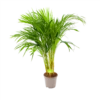 Areca - Goudpalm - P17 H90 - Kamerplant